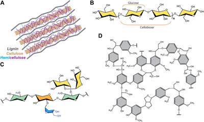 A Review of Proton Conductivity in Cellulosic Materials